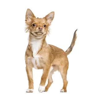 Chihuahua standing, isolated on white