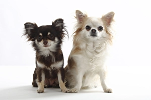 Chihuahuas, long-haired