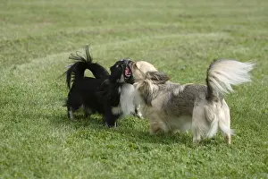 Chihuahuas, long-haired