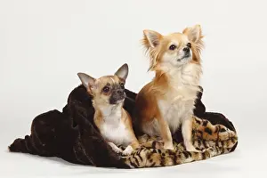 Chihuahuas, long-haired and short-haired