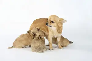 Chihuahuas, longhaired, bitch suckling puppies