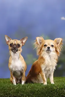 Chihuahuas, short-haired and long-haired