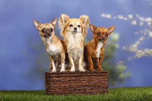 Chihuahuas, shorthaired and long-haired, basket