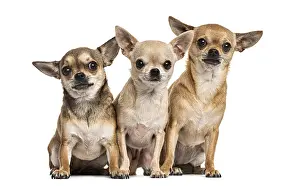Three chihuahuas sitting, isolated on white