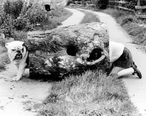 Child playing with Bulldog, England, Great Britain