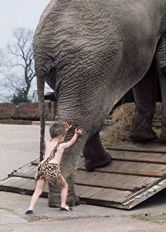 Child pushes elephant, England, Great Britain