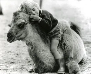 Child sleeps on camel, England, Great Britain