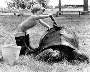 Child washing a turtle, England, Great Britain