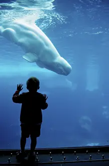 Child watching beluga (Delphinapterus leucas)