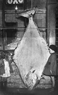 Two children with a halibut (Hippoglossus hippoglossus)
