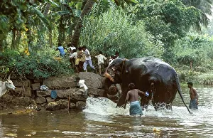 Children running out of fear seeing the elephant getting up from river after bathing at Courtalam Kutralam Kuttalam