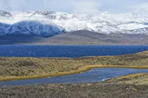 Chilean chilean flamingo (Phoenicopterus chilensis)