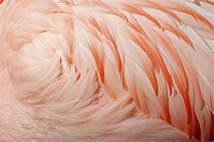 Chilean Flamingo (Phoenicopterus chilensis)