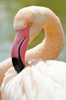 Chilean flamingo (Phoenicopterus chilensis)
