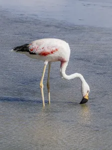 Chilean flamingo (Phoenicopterus chilensis)