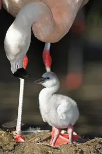 Chilean flamingo (Phoenicopterus chilensis)
