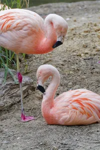Chilean flamingo (Phoenicopterus chilensis)