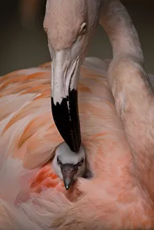 Chilean Flamingo (Phoenicopterus chilensis) chick burrowed into its parent's plumage