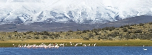 Chilean Flamingos (Phoenicopterus chilensis)