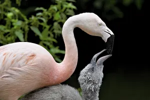Category Wildlife DE Prints: Chilean flamingos (Phoenicopterus chilensis)