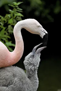 Category Wildlife DE Prints: Chilean flamingos (Phoenicopterus chilensis)