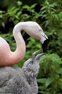 Category Wildlife DE Prints: Chilean flamingos (Phoenicopterus chilensis)