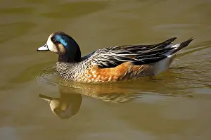 Chiloe wigeon (Anas sibilatrix)