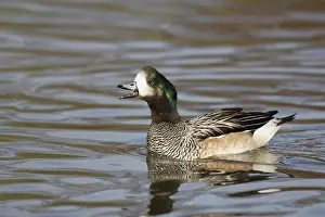 Chiloe Wigeon (Anas sibilatrix)