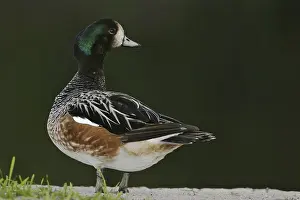 Chiloe Wigeon (Mareca sibilatrix)