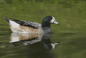 Chiloe Wigeon (Mareca sibilatrix)
