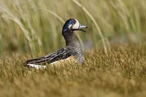 Chiloe Wigeon (Mareca sibilatrix) at the edge of a small pond