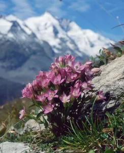 Chiltern Gentian (Gentianella germanica)