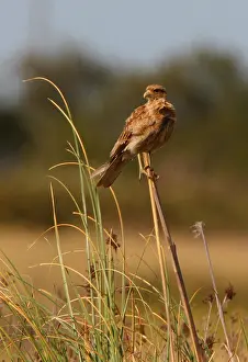 Chimango Caracara (Chimango of Milvago)