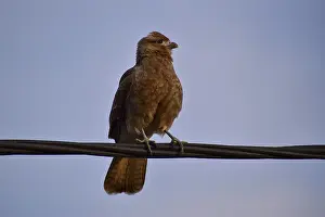 Chimango caracara (Daptrius chimango)