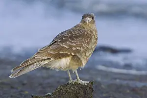 Chimango Caracara (Milvago chimango)
