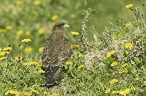 Chimango Caracara (Milvago chimango)