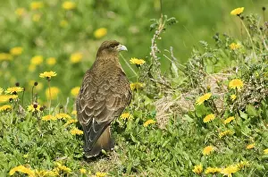 Chimango chimango caracara (Milvago chimango) adult