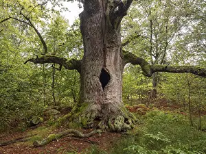 Chimney oak (Quercus), about 400 years old oak in the primeval forest Sababurg