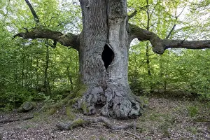 Chimney oak tree (Quercus), about 400-year-old oak in the primeval forest Sababurg