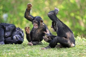 Chimpanzee, adult with young, common chimpanzee (Pan troglodytes)