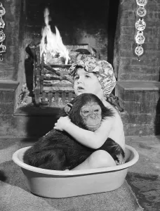Chimpanzee bathes with girl, England