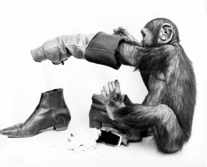 Chimpanzee cleans shoes, England, Great Britain