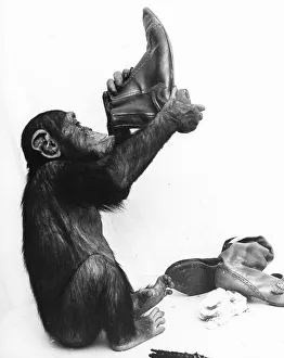 Chimpanzee cleans shoes, England, Great Britain