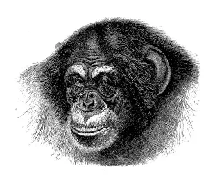 Chimpanzee, Common chimpanzee (Pan troglodytes)
