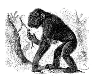 Chimpanzee, Common Chimpanzee (Pan troglodytes)
