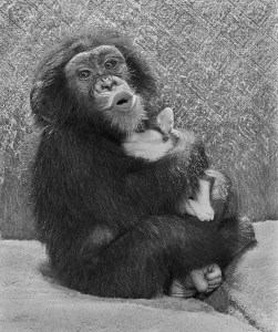Chimpanzee with dog, England, Great Britain