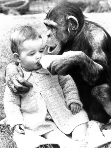 Chimpanzee feeds baby with milk from the bottle