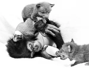 Chimpanzee feeds Fuchsbaby, England, Great Britain