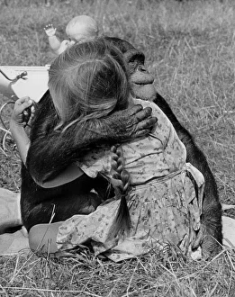 Chimpanzee and girl hugging each other in the meadow