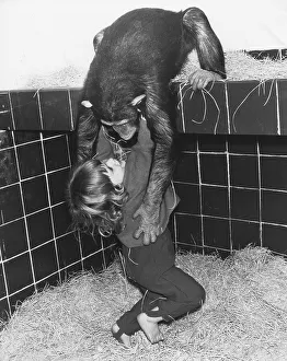 Chimpanzee and girl playing in the stable